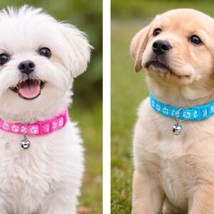 Adjustable Dog Collar with Paw Prints – 3 for $15